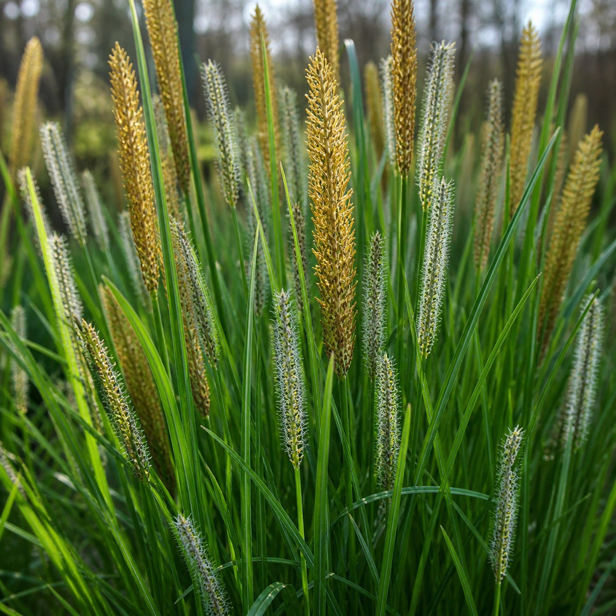 Almanac Planting Co: Close-up of tussock sedge seed heads and upright green foliage in a natural wetland setting