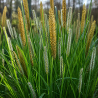 Almanac Planting Co: Close-up of tussock sedge seed heads and upright green foliage in a natural wetland setting