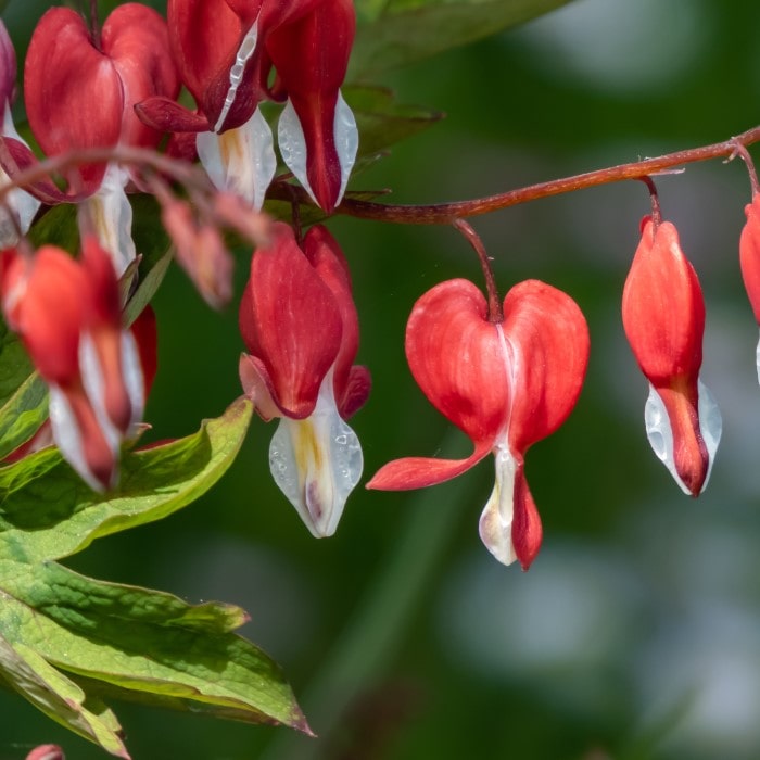 Almanac Planting Co: The 'Valentine' Bleeding Heart (Dicentra 'Valentine') displays its striking red and white heart-shaped flowers, with water droplets on the petals adding a fresh, rain-kissed look, ideal for attracting garden visitors and enhancing romantic garden designs.