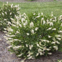 Multiple Vanilla Spice® Summersweet (Clethra alnifolia ‘Caleb’) by Proven Winners bushes growing in a row atop a bed of mulch.