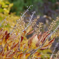 Vanilla Spice® Summersweet (Clethra alnifolia ‘Caleb’) by Proven Winners in the fall. The leaves have turned yellow and brown, and the flower petals have fallen.
