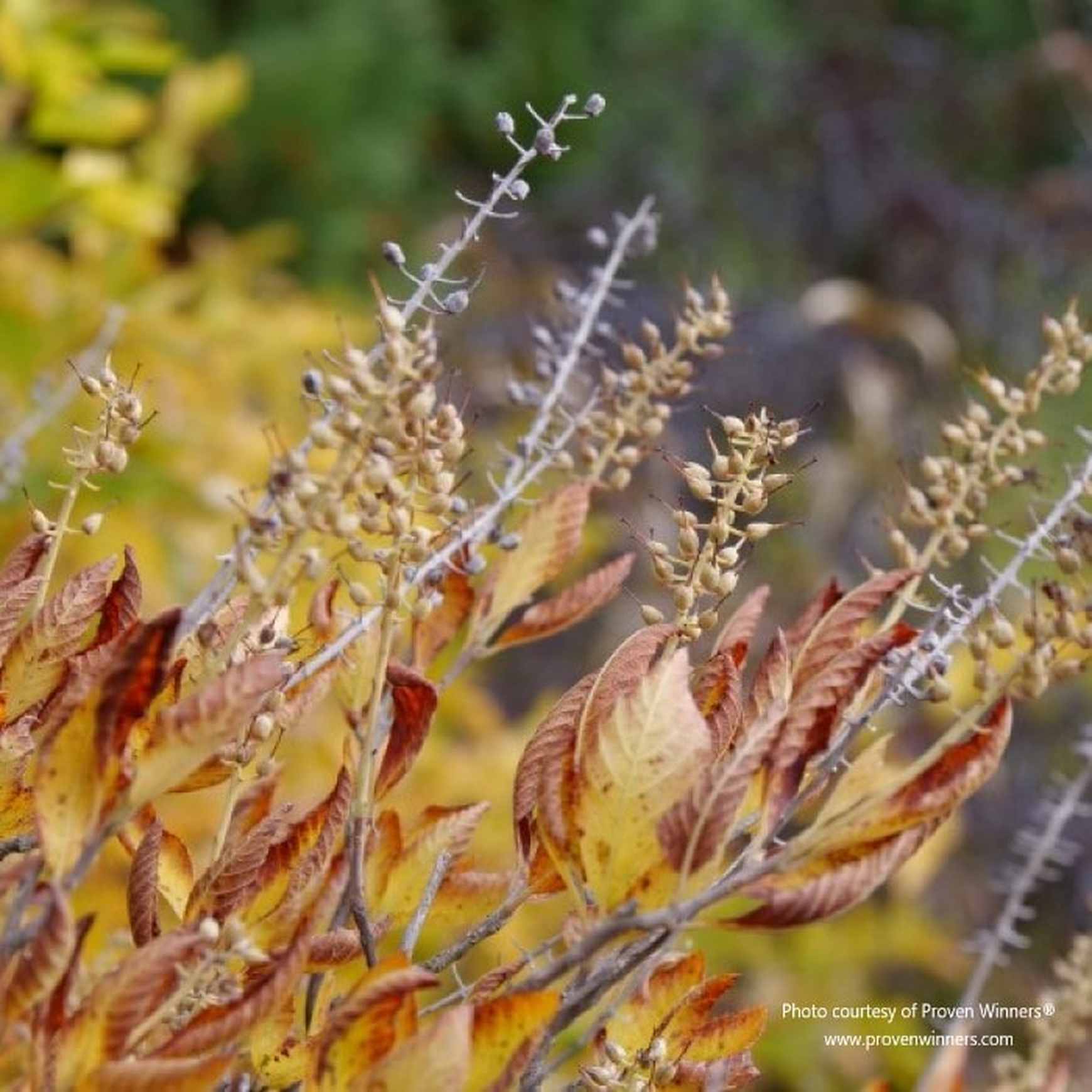 Vanilla Spice® Summersweet (Clethra alnifolia ‘Caleb’) by Proven Winners in the fall. The leaves have turned yellow and brown, and the flower petals have fallen.