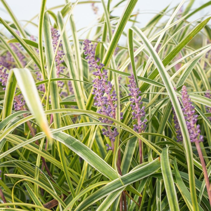 Almanac Planting Co: Lush growth of Variegated Liriope, also known as Variegated Monkey Grass, featuring its distinctive leaf variegation and vibrant purple blooms, ideal for border plantings and as ground cover in diverse landscaping projects.