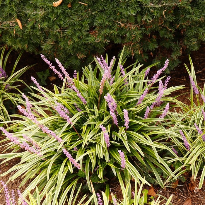 Almanac Planting Co: Variegated Liriope (variegated turf grass) showcasing its striking purple flower spikes among beautifully striped green and yellow leaves, perfect for adding visual interest and contrast to any garden setting.