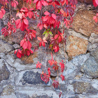 Virginia Creeper