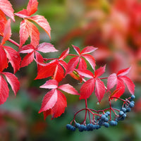 Virginia Creeper