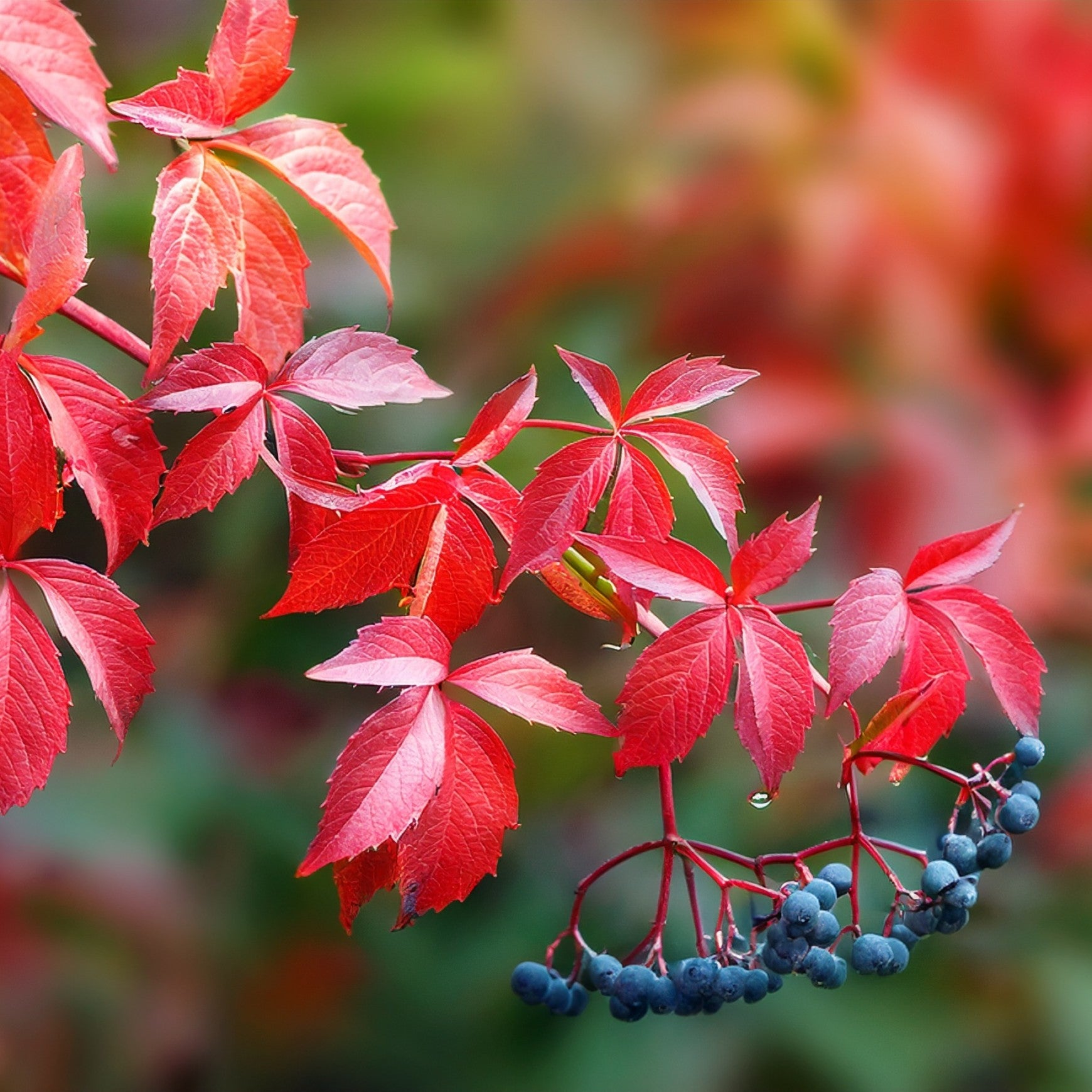 Virginia Creeper