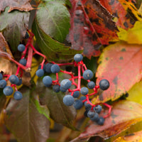 Virginia Creeper