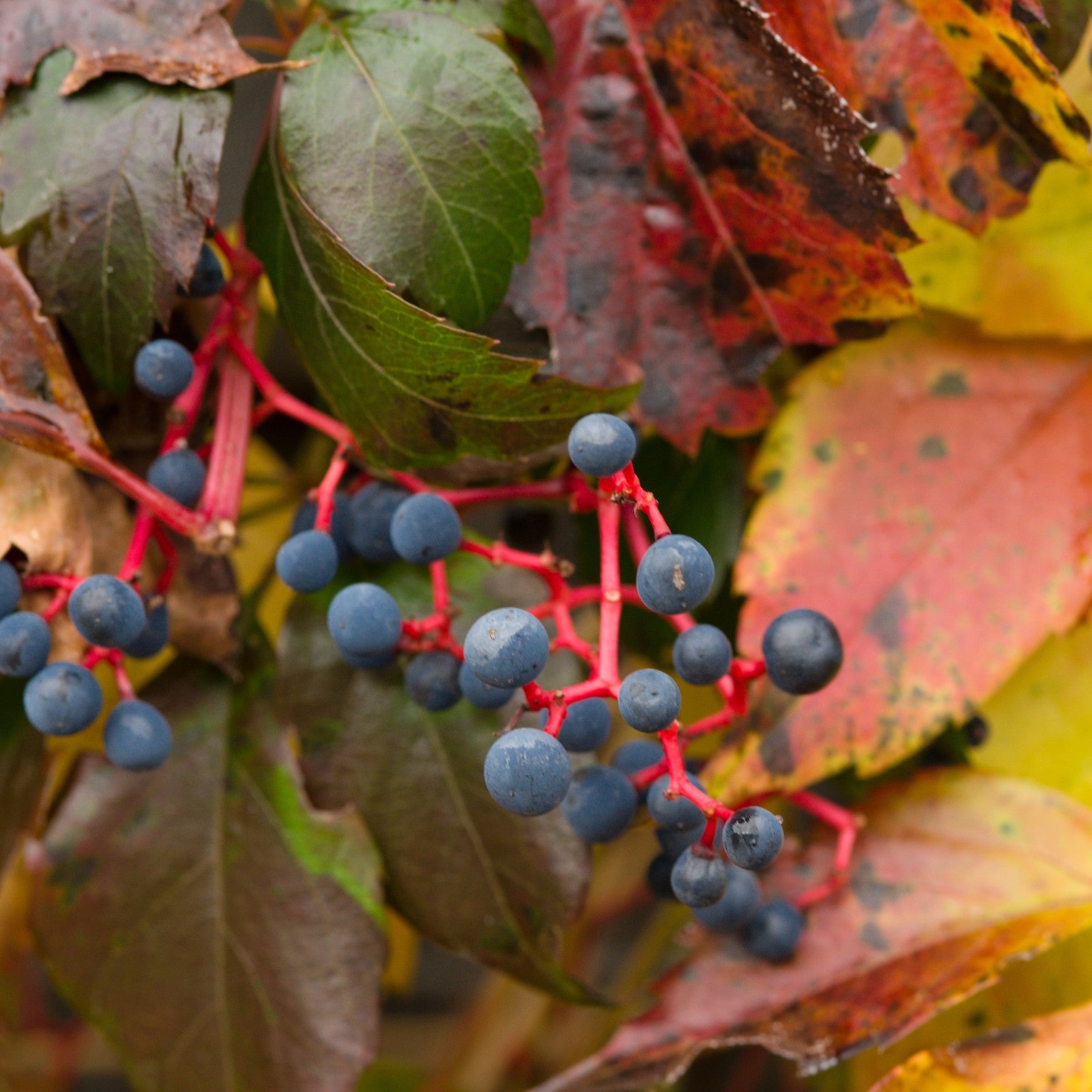 Virginia Creeper