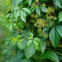 Virginia Creeper