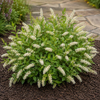 Almanac Planting Co: Virginia Sweetspire 'Henry's Garnet' forming a compact mound of white flower racemes beside a flagstone garden path
