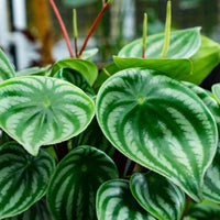 Almanac Planting Watermelon Peperomia (Peperomia argyreia) close up image of variegated foliage. 