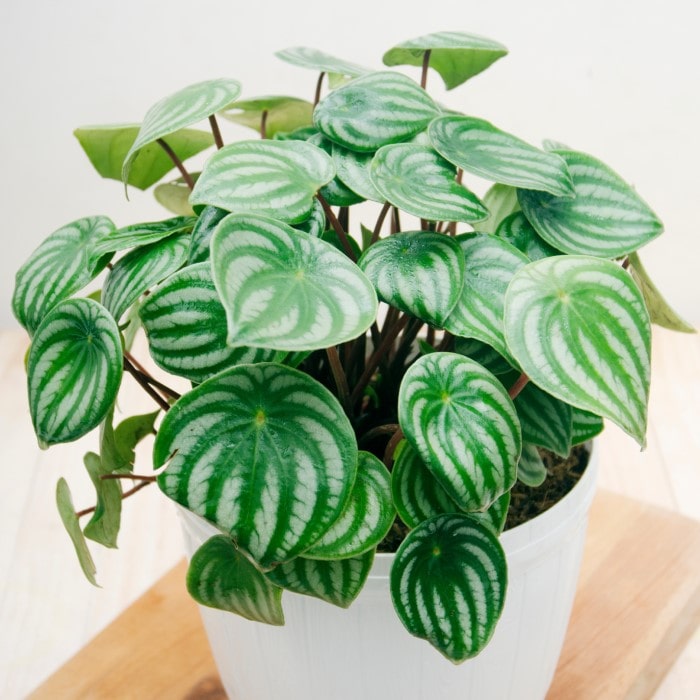 Almanac Planting Watermelon Peperomia (Peperomia argyreia) in a white pot on a butcher block table. 