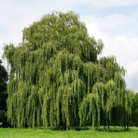 Almanac Planting Co: Mature Weeping Willow tree with a broad crown of long cascading green branches in an open grassy landscape