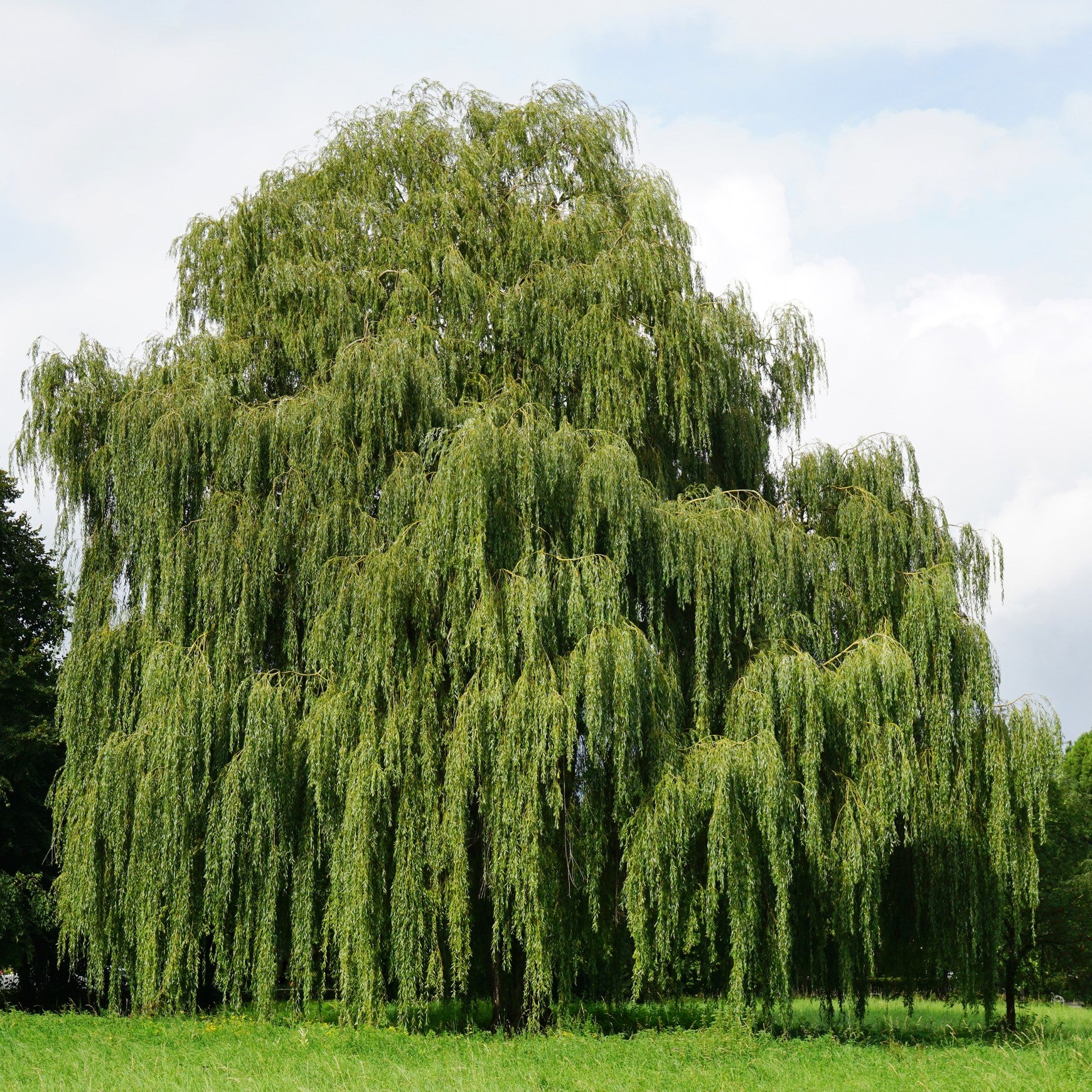 Almanac Planting Co: Mature Weeping Willow tree with a broad crown of long cascading green branches in an open grassy landscape