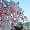 Almanac Planting Co: Twilight falls on the enchanting Weeping Cherry (Prunus × yedoensis 'Shidare-yoshino'), its pink flowers aglow with the fading light, an evocative addition to any sustainable landscape design, exuding peace and natural elegance.