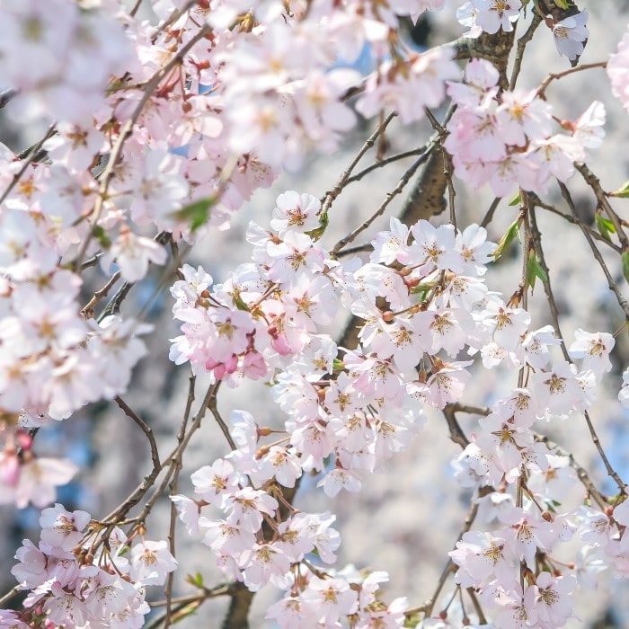 Almanac Planting Co: Detailed view of the Weeping Cherry (Prunus × yedoensis 'Shidare-yoshino'), focusing on the abundance of delicate pink blooms that offer a spectacular spring spectacle, enhancing garden biodiversity and attracting a variety of beneficial wildlife.