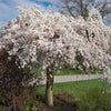  Almanac Planting Co: Majestic Weeping Cherry Tree (Prunus × yedoensis 'Shidare-yoshino') in its full splendor, showcasing clusters of white-pink flowers that drape gracefully, ideal for gardeners aiming to cultivate a serene and picturesque outdoor space.