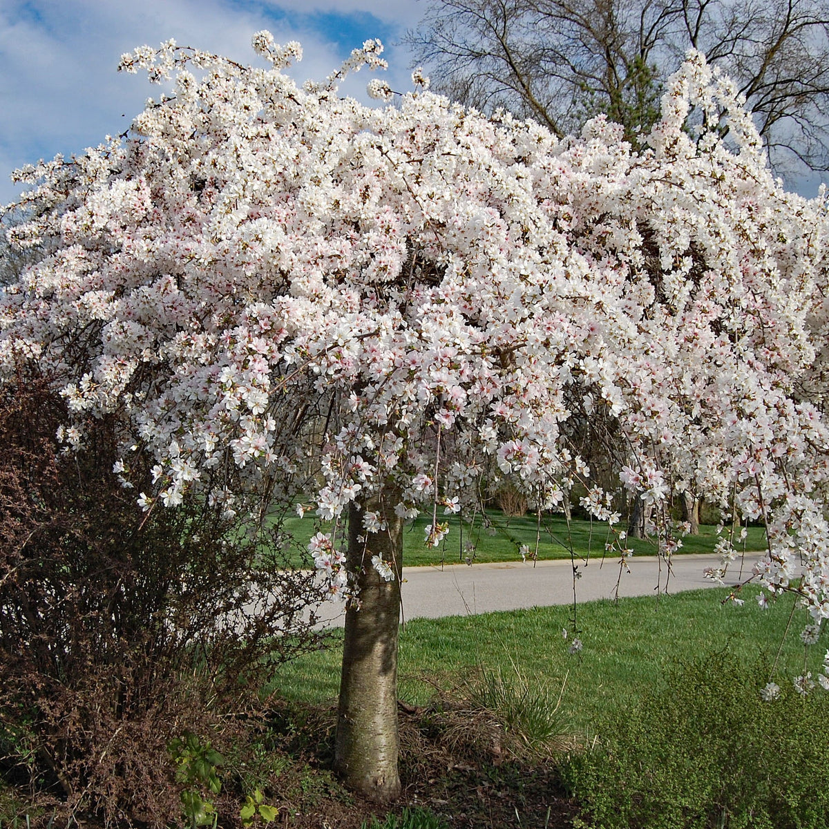  Almanac Planting Co: Majestic Weeping Cherry Tree (Prunus x 'Snofozam'') in its full splendor, showcasing clusters of white-pink flowers that drape gracefully, ideal for gardeners aiming to cultivate a serene and picturesque outdoor space.