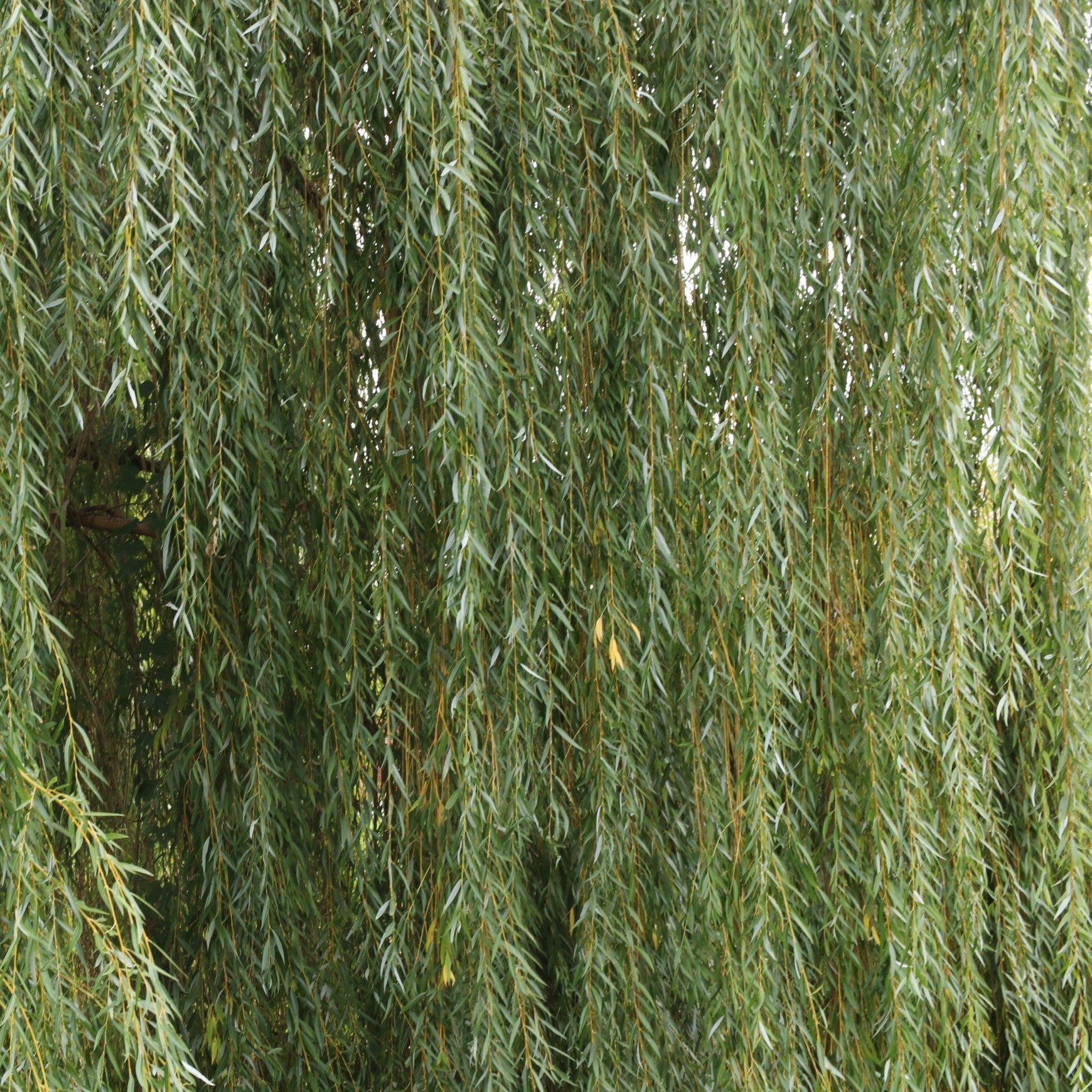 Weeping Willow