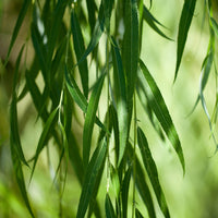 Weeping Willow
