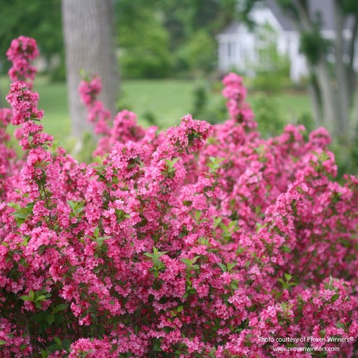Almanac Planting Co: Sonic Bloom Pink Weigela by Proven Winners, a picturesque flowering shrub that provides a burst of pink, making it a focal point in landscape designs.