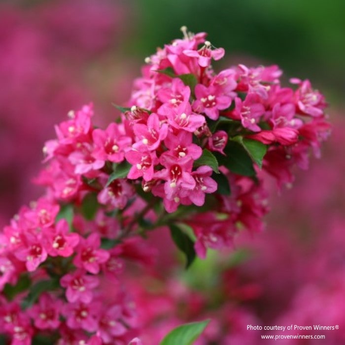 Almanac Planting Co: Sonic Bloom Pink Weigela by Proven Winners, close-up of delicate pink flowers offering a continuous blooming spectacle, a must-have for any ornamental plant collection.