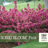 Almanac Planting Co: Sonic Bloom Pink Weigela by Proven Winners, featuring lush, pink flowers that create stunning visual interest, an ideal choice for gardeners looking to attract pollinators.
