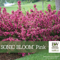 Almanac Planting Co: Sonic Bloom Pink Weigela by Proven Winners, featuring lush, pink flowers that create stunning visual interest, an ideal choice for gardeners looking to attract pollinators.