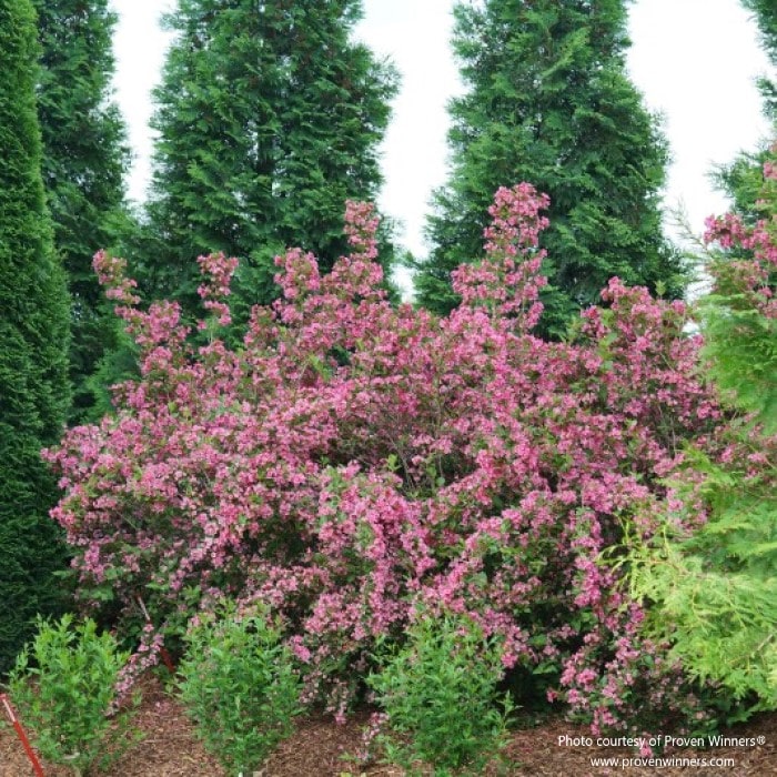 Almanac Planting Co: Sonic Bloom Pink Weigela by Proven Winners, a vibrant flowering shrub with profuse pink blooms, perfect for adding a pop of color to any garden setting.