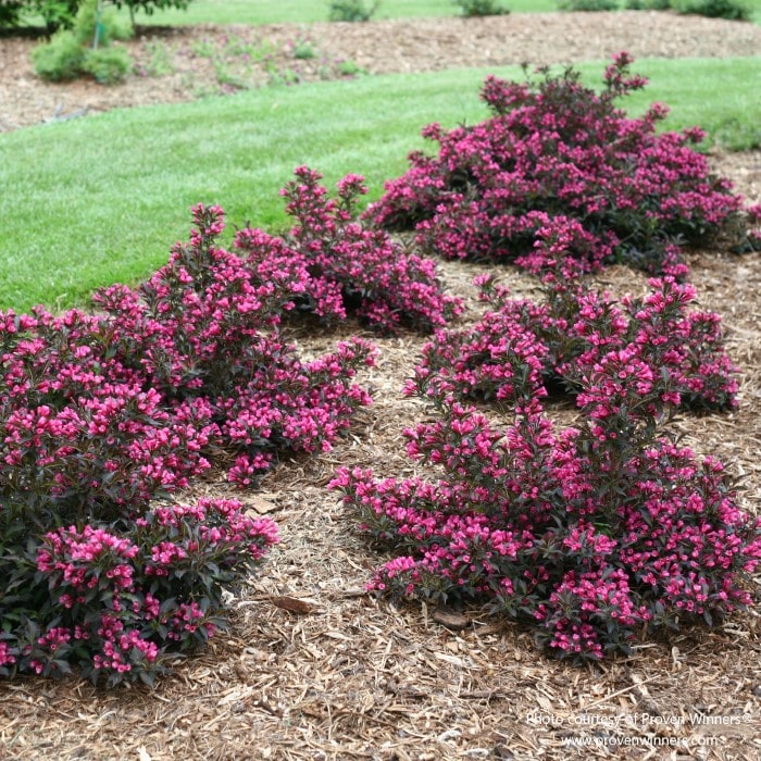 Almanac Planting Co: A lush landscape bed featuring Weigela 'Spilled Wine' (Weigela florida) with deep purple foliage and vibrant pink flowers. Ideal for gardeners looking for low-maintenance, drought-resistant plants.