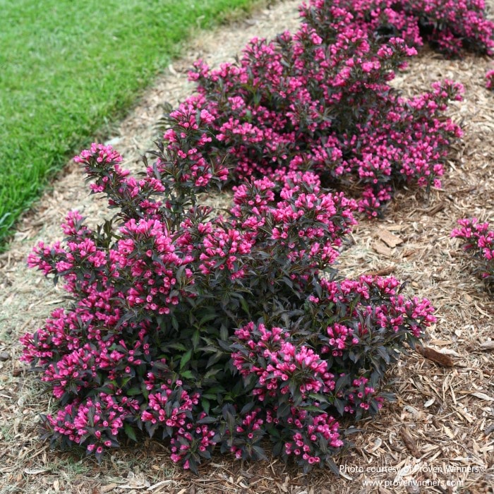 Almanac Planting Co: The Weigela 'Spilled Wine' (Weigela florida) in full bloom, showcasing its unique cascading branches and hot pink blossoms. Perfect for adding a pop of color to spring gardens.