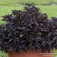 Almanac Planting Co: Close-up of Weigela 'Spilled Wine' (Weigela florida) with rich burgundy leaves, illustrating the plant's compact growth habit. An excellent choice for attracting pollinators like bees and butterflies to the garden.