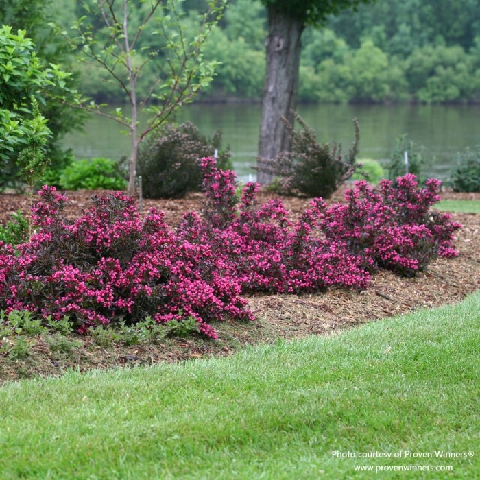 Almanac Planting Co: Weigela 'Spilled Wine' (Weigela florida) planted along a serene lakeside, demonstrating the plant's versatility in landscape design. A stunning option for creating a natural, wildlife-friendly environment.
