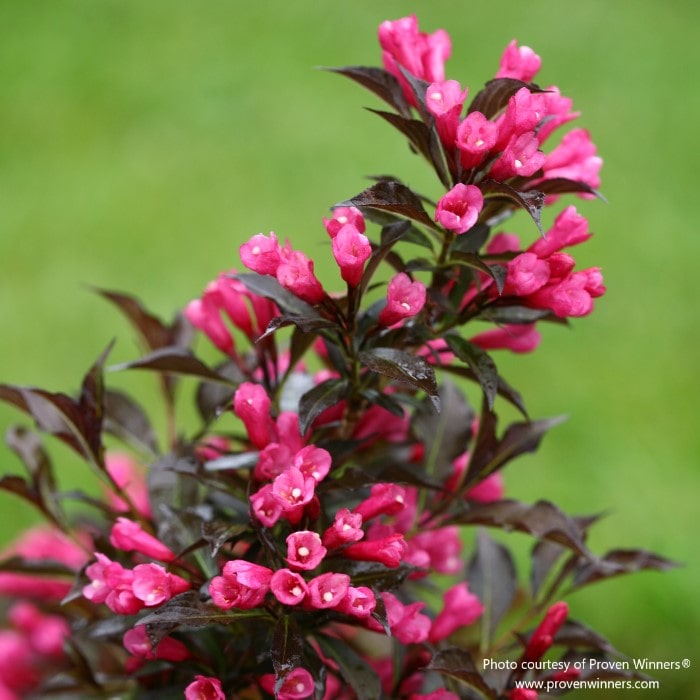 Almanac Planting Co: The intricate detail of Weigela 'Spilled Wine' (Weigela florida) flowers and foliage, highlighting the shrub's decorative potential for both garden beds and container gardening. A must-have for ornamental plant enthusiasts.