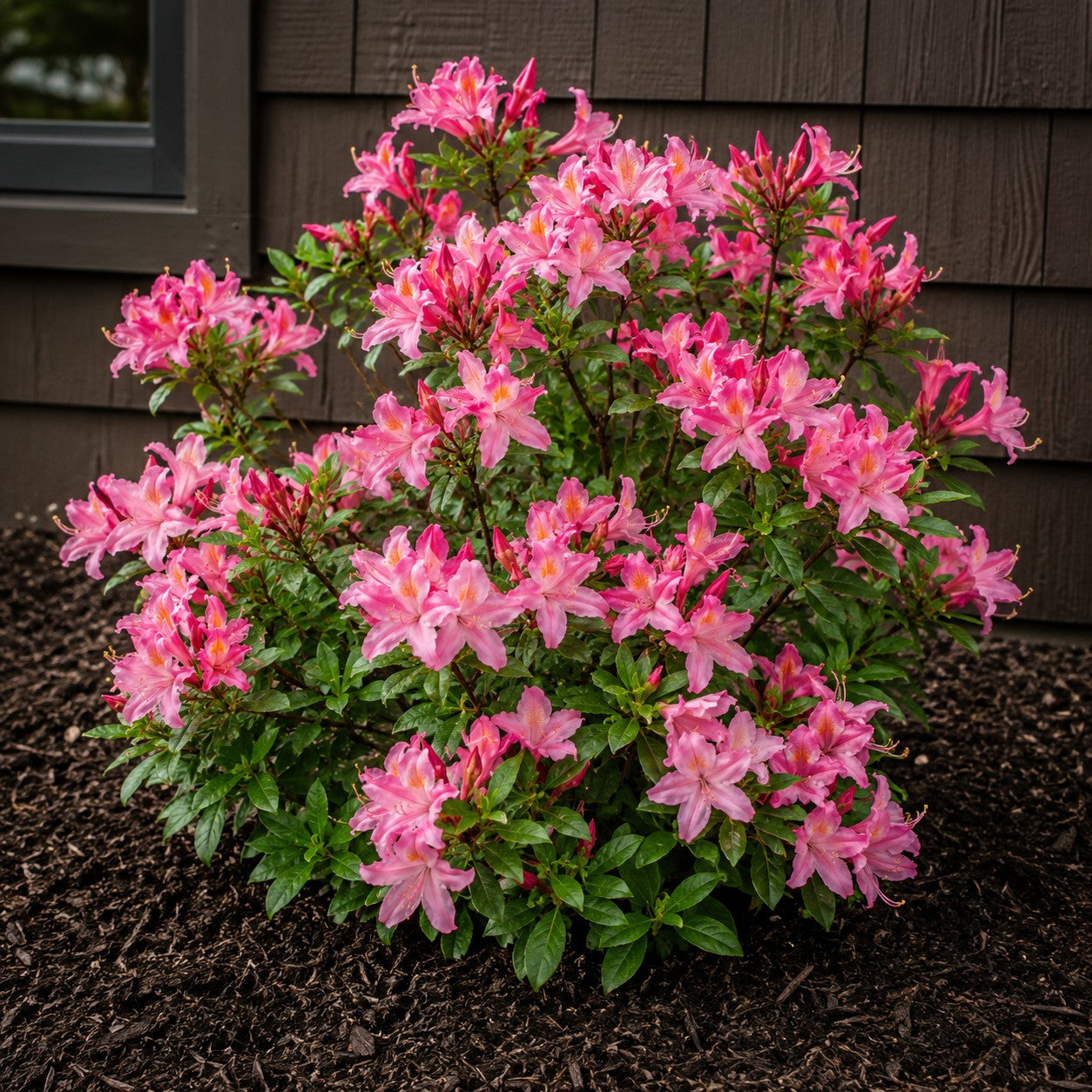 Deciduous Azalea 'Weston's Pennsylvania'