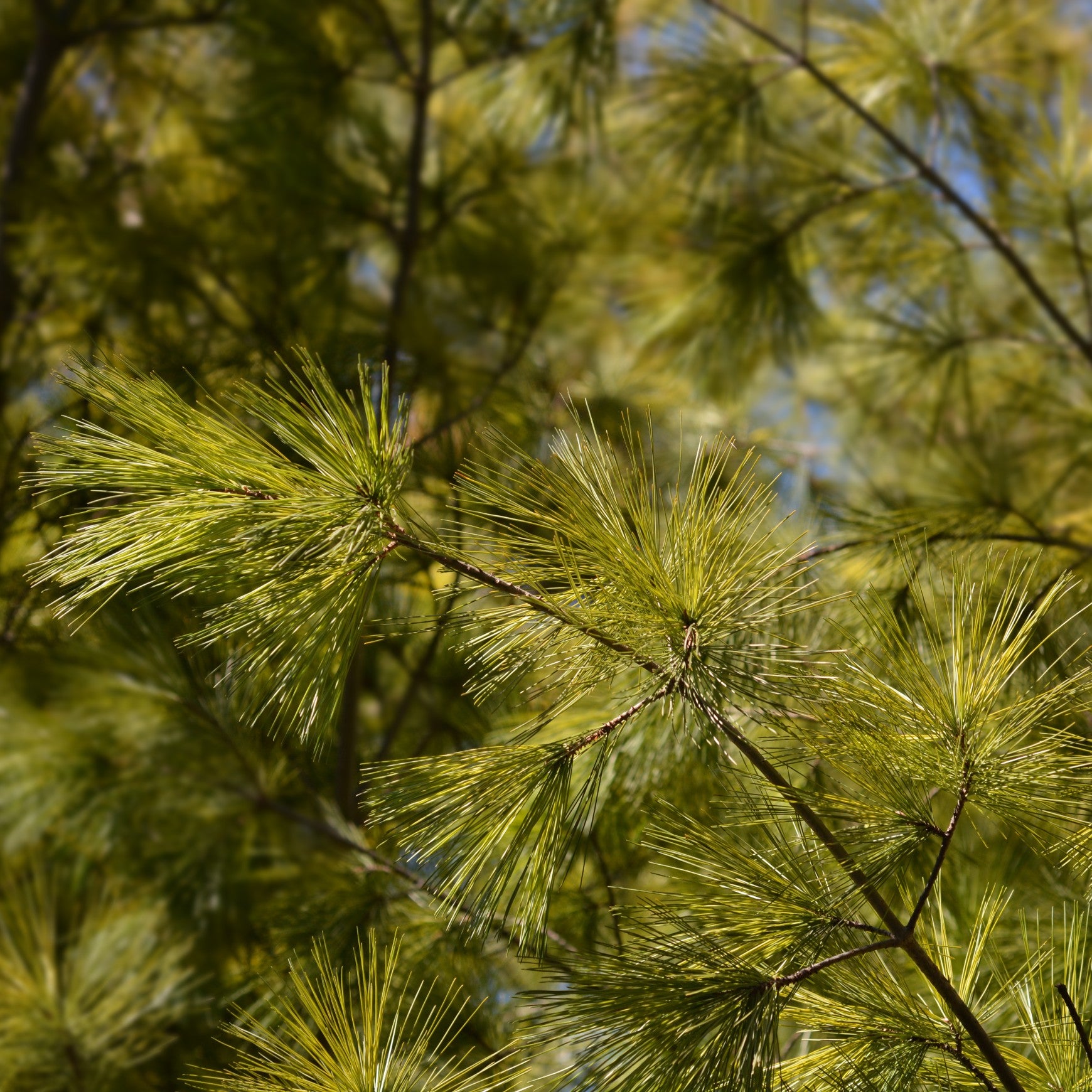 Almanac Planting Co: Sunlit White Pine branch showing long soft green needles against a softly blurred evergreen background