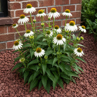 Almanac Planting Co: White Swan Coneflower forming a flowering clump beside a red brick wall in a bed of crushed red stone