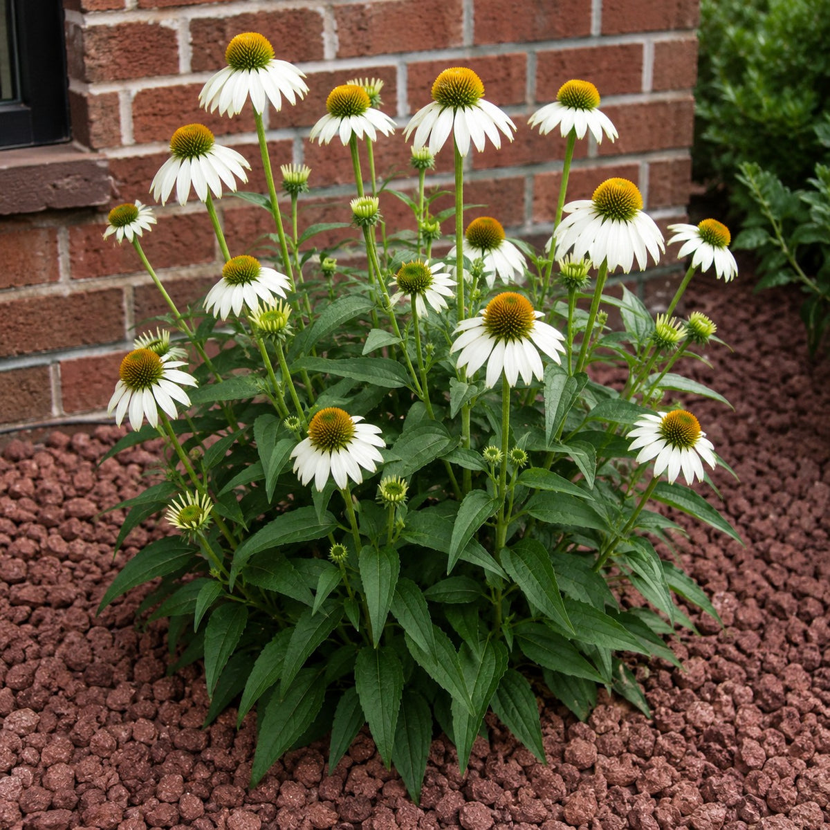 Almanac Planting Co: White Swan Coneflower forming a flowering clump beside a red brick wall in a bed of crushed red stone