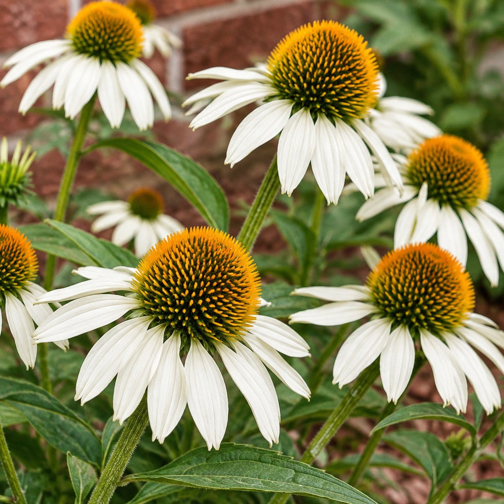 Almanac Planting Co: Close-up of White Swan Coneflower showing creamy white petals surrounding raised golden-orange cones