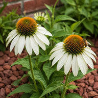 Almanac Planting Co: Two White Swan Coneflower blooms with a bee feeding on one golden-orange center above green foliage