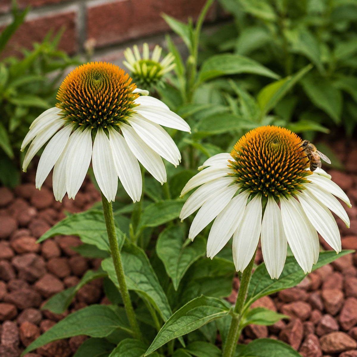 Almanac Planting Co: Two White Swan Coneflower blooms with a bee feeding on one golden-orange center above green foliage