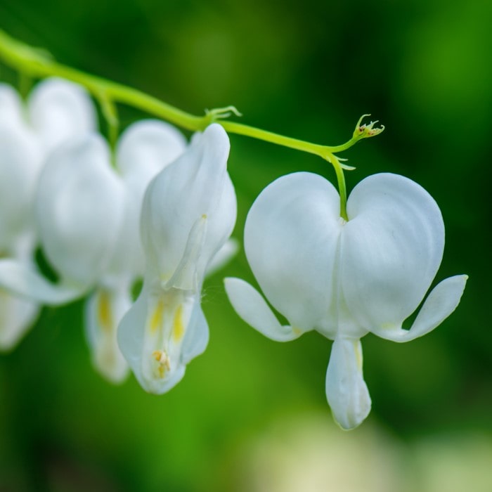  Almanac Planting Co: A delicate close-up capturing the White Bleeding Heart (Dicentra spectabilis 'Alba') with pristine white flowers that dangle elegantly against a lush green backdrop, perfect for accentuating serene garden spaces and appealing to enthusiasts of shade-loving perennials.