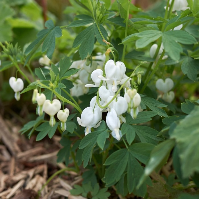 Almanac Planting Co: Showcasing a dense cluster of White Bleeding Heart (Dicentra spectabilis 'Alba') blooms, this photograph exemplifies the plant’s ability to add a romantic touch to landscape design, offering a visual feast for cottage gardens and attracting pollinators with its charming flowers.