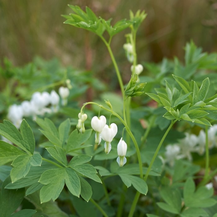 Almanac Planting Co: This image features the White Bleeding Heart (Dicentra spectabilis 'Alba') in a natural garden setting, highlighting the plant’s graceful stems and foliage that provide a captivating woodland aesthetic, ideal for organic gardening and native planting themes.