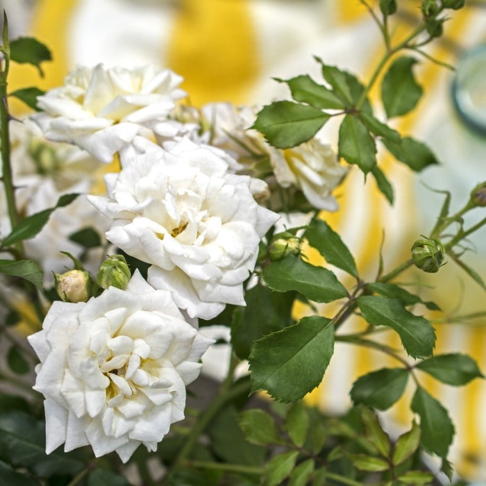 Almanac Planting Co: With the White Drift Rose (Rosa 'Meizorland') set against a blurred yellow background, the image highlights the delicate texture of the rose's petals, ideal for gardeners seeking hardy, disease-resistant varieties that provide season-long interest.