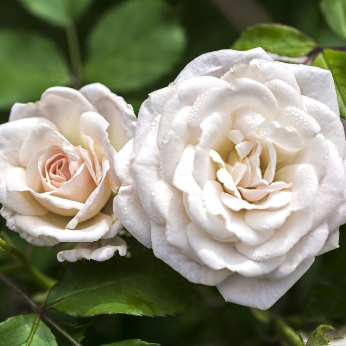 Almanac Planting Co: An exquisite duo of White Drift Roses (Rosa 'Meizorland') shows off their raindrop-kissed petals, offering a symbol of purity and simplicity, making them a versatile choice for gardeners aiming to create peaceful and meditative spaces with long-lasting blooms.