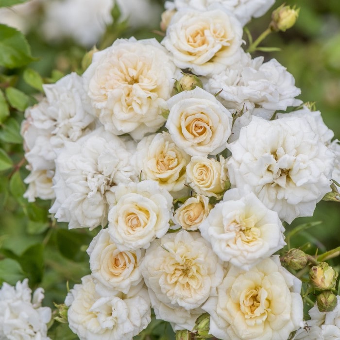  Almanac Planting Co: The White Drift Rose (Rosa 'Meizorland') presents clusters of pure white blooms with subtle hints of cream, a testament to its continuous blooming ability, perfect for creating an elegant, low-maintenance floral display in both formal and informal gardens.