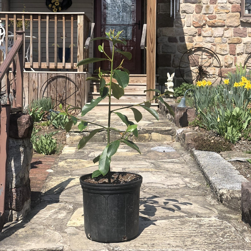 Almanac Planting Co: White Fairly Magnolia in a 3 Gallon Grow Pot
