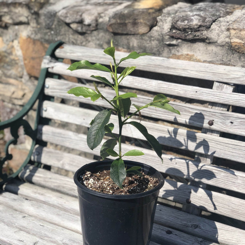 Almanac Planting Co: White Fairly Magnolia in a 2 Gallon Grow Pot on a Wooden Bench